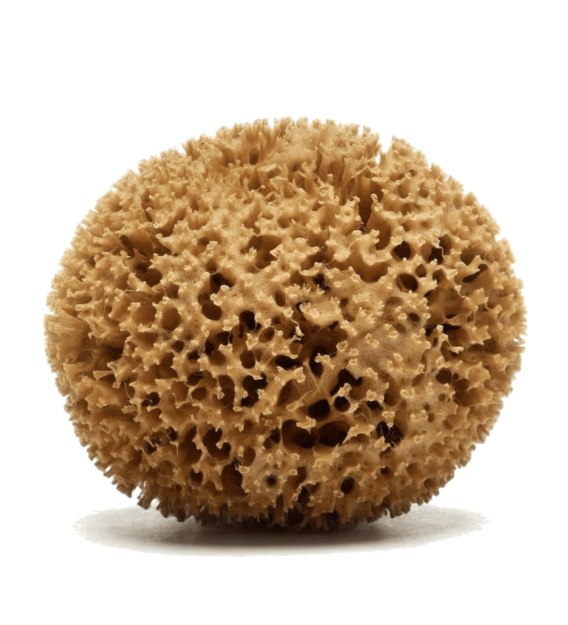 Honeycomb sea sponge by Spongean