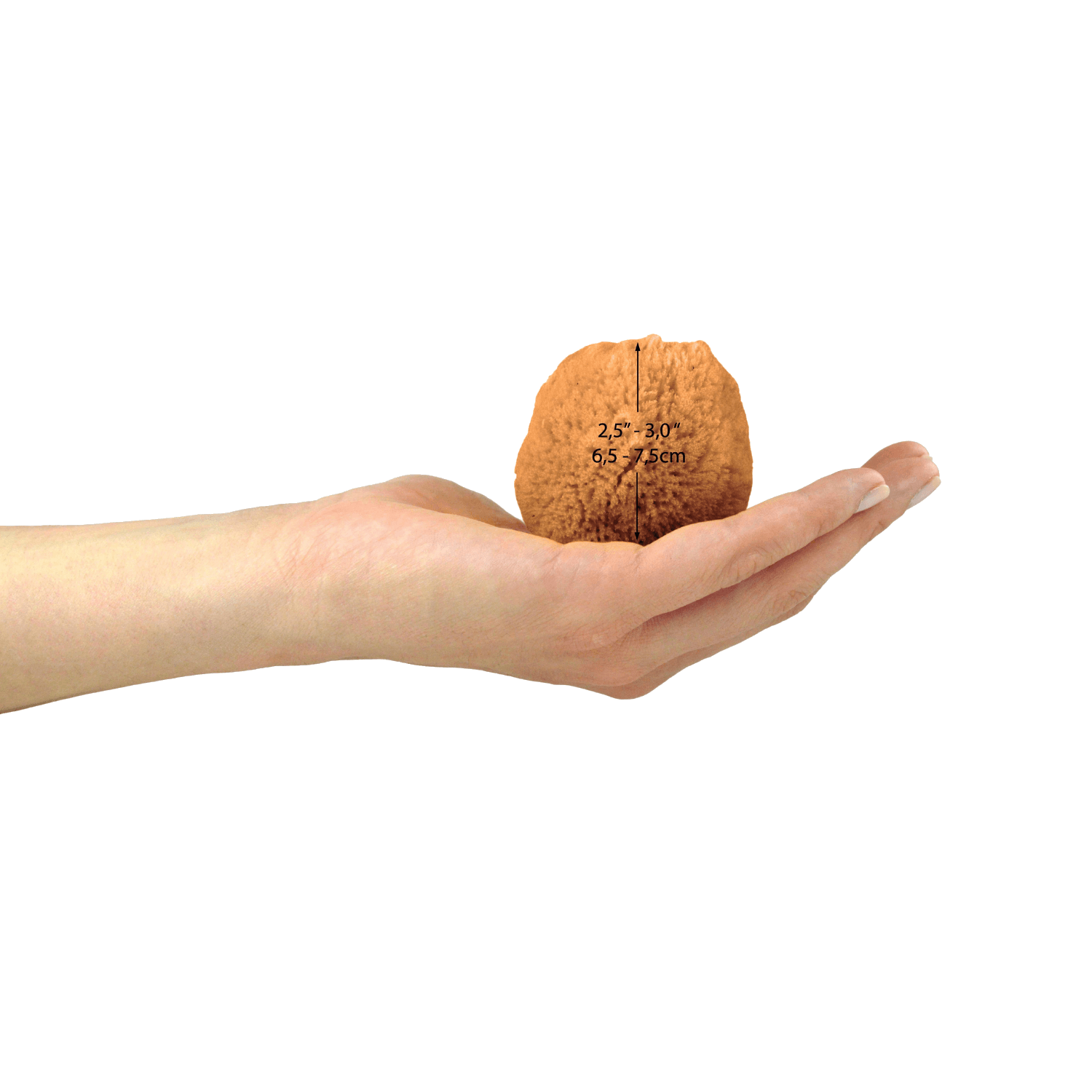 Natural sea sponges for period care by Spongean