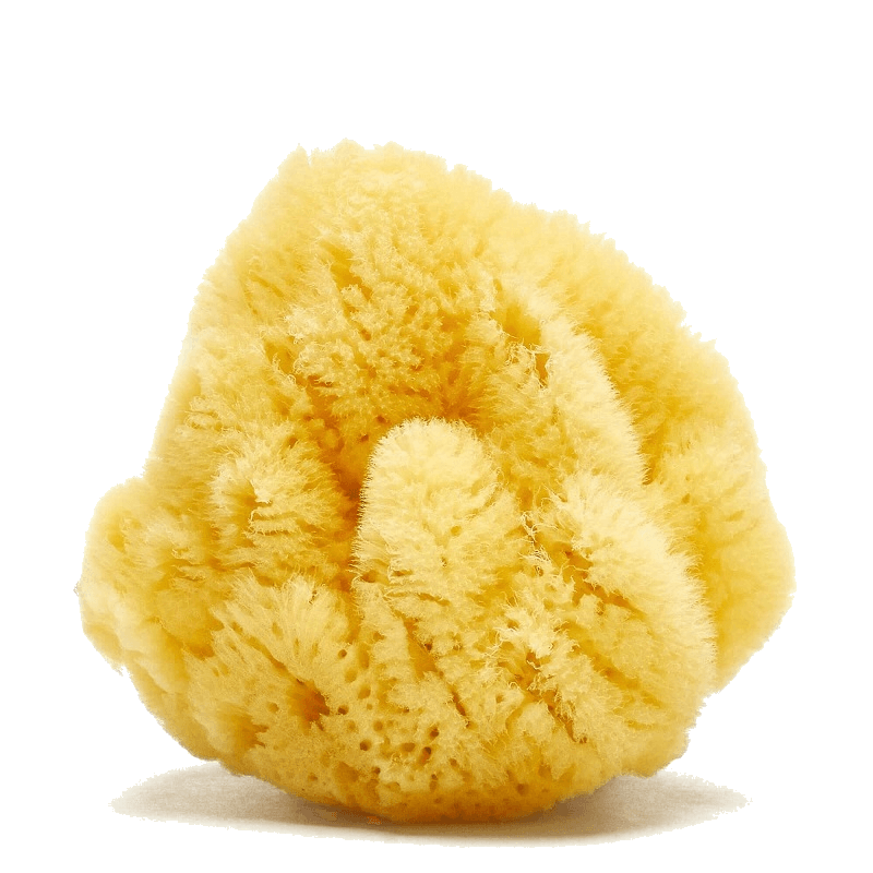 Caribbean Silk sea sponge (hardhead) by Spongean - Yellow color (bleached)