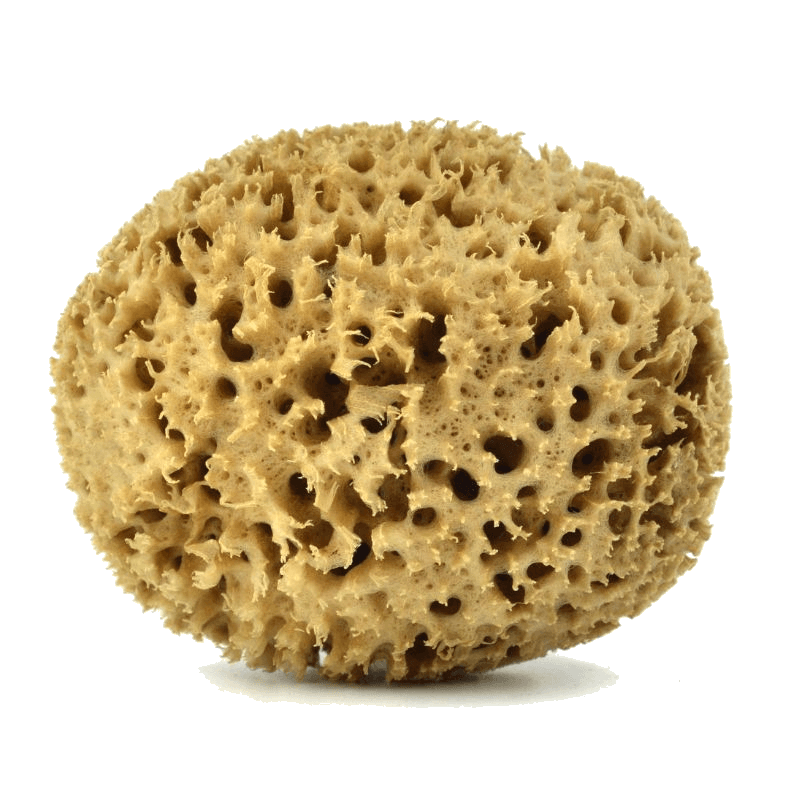 Honeycomb sea sponge by Spongean - Natural color (Unbleached)