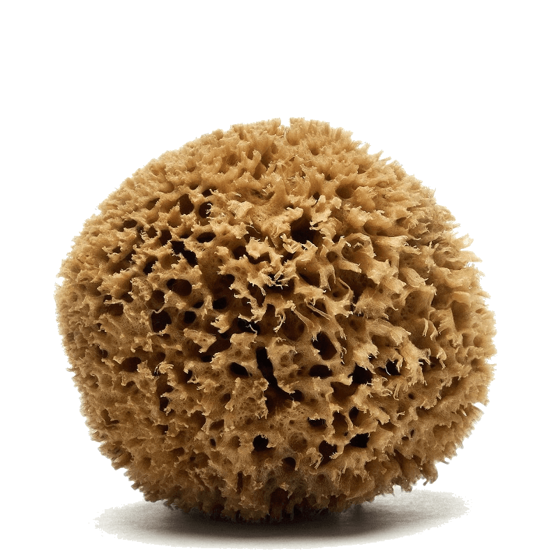 Honeycomb sea sponge by Spongean - Natural color (unbleached) - tr2