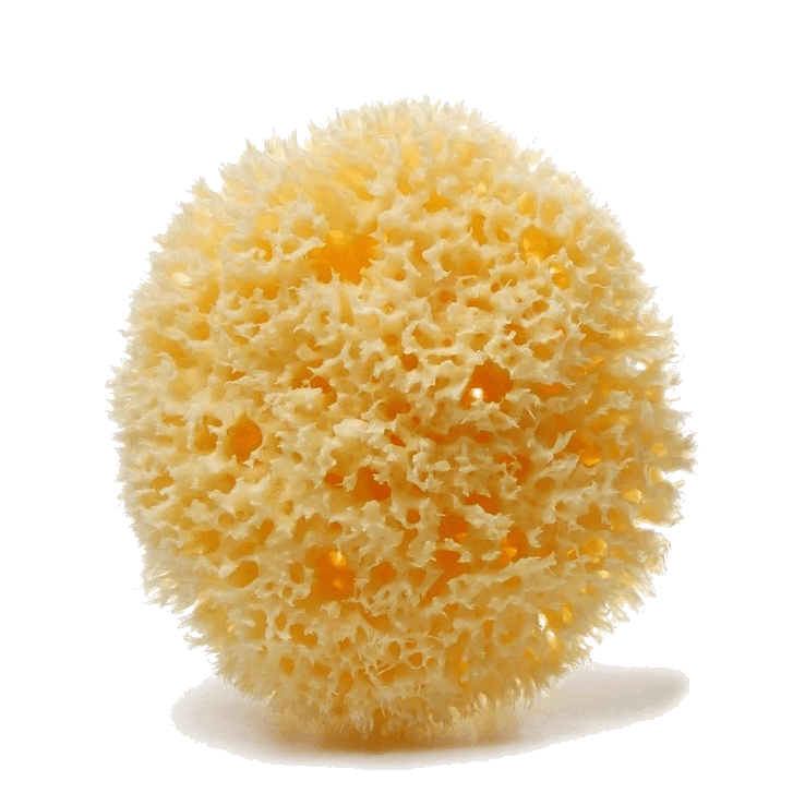 Honeycomb sea sponge by Spongean - Yellow (bleached) - tr3