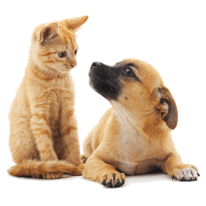 Natural pet care sponges - Sea sponges for pet care by Spongean