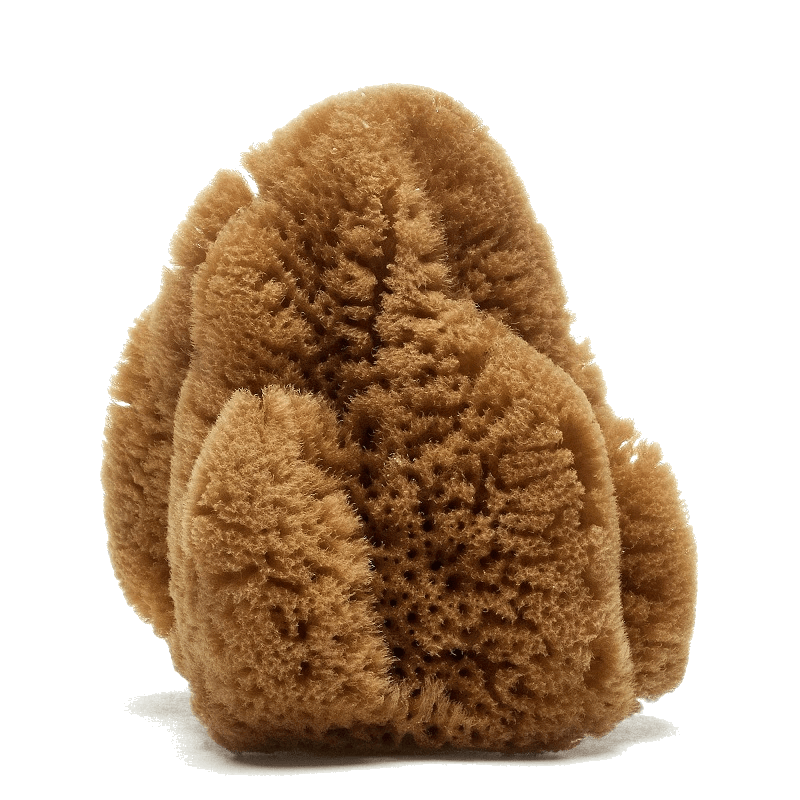 Caribbean Silk sea sponge (hardhead) by Spongean - Natural color (unbleached)
