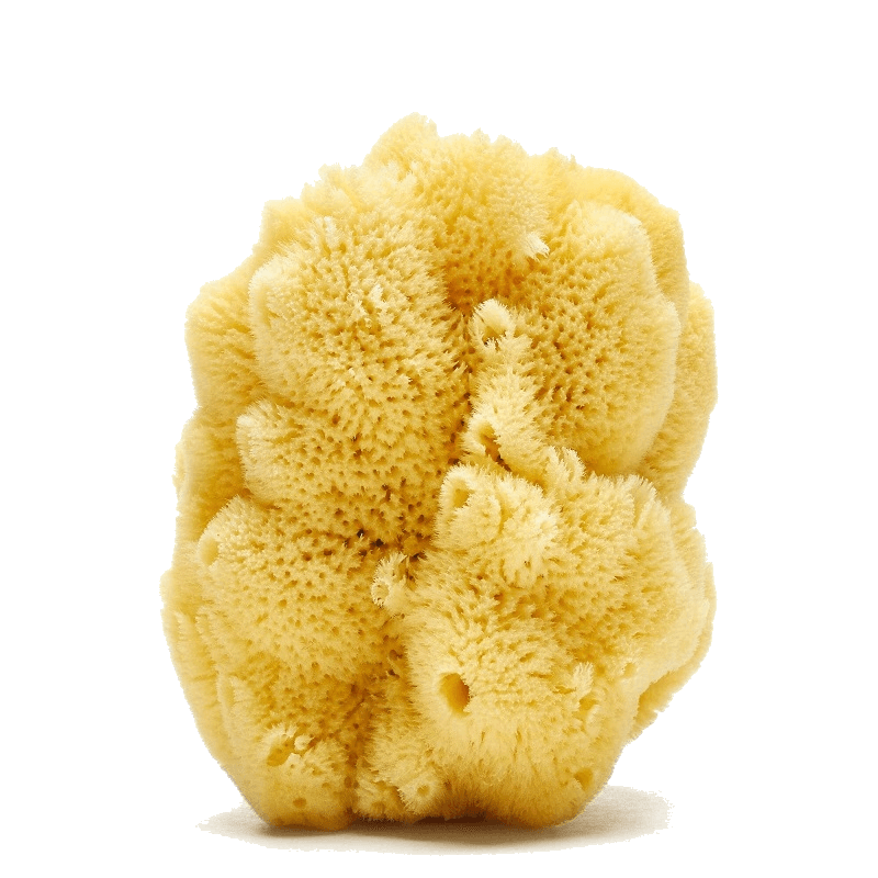 Caribbean Silk sea sponge (hardhead) by Spongean - Yellow color (bleached)