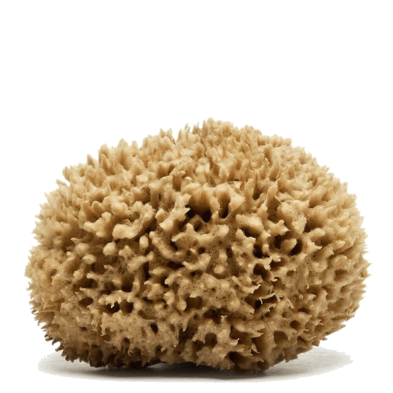 Caribbean Wool sea sponge