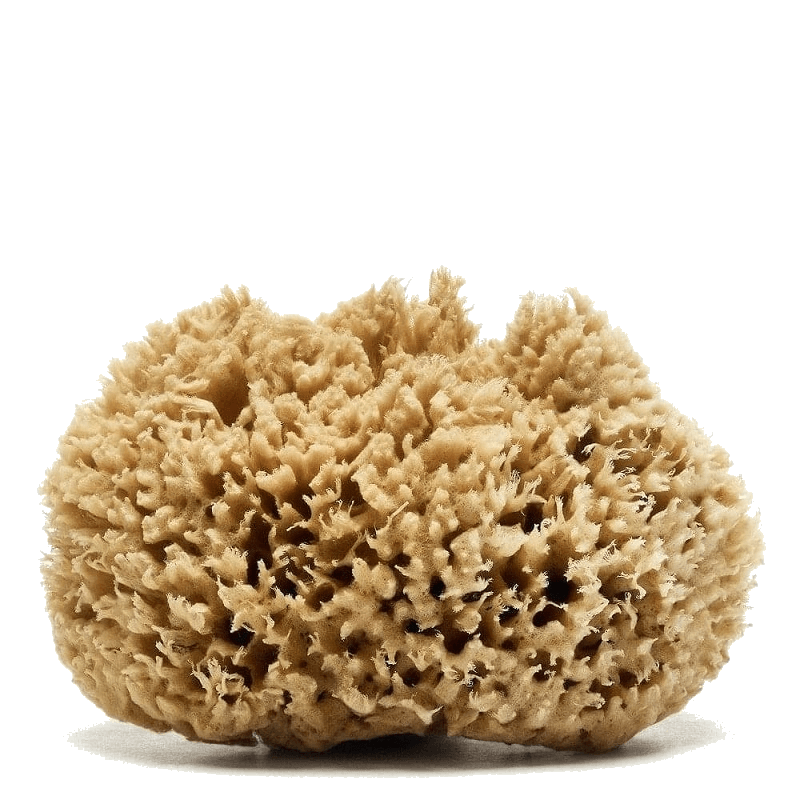 Caribbean Wool sea sponge
