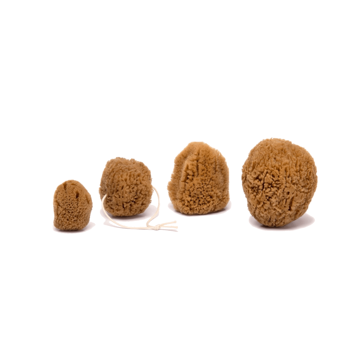 Caribbean silk menstrual sea sponges by Spongean