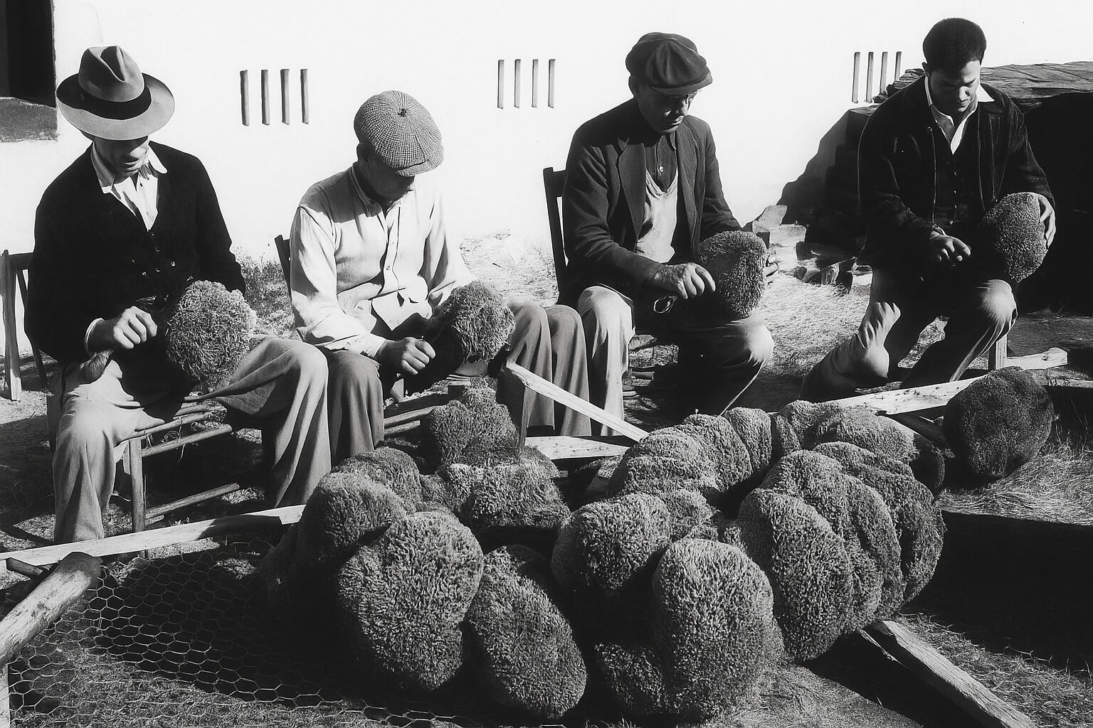 Spongean-A-natural-sea-sponge-supplier