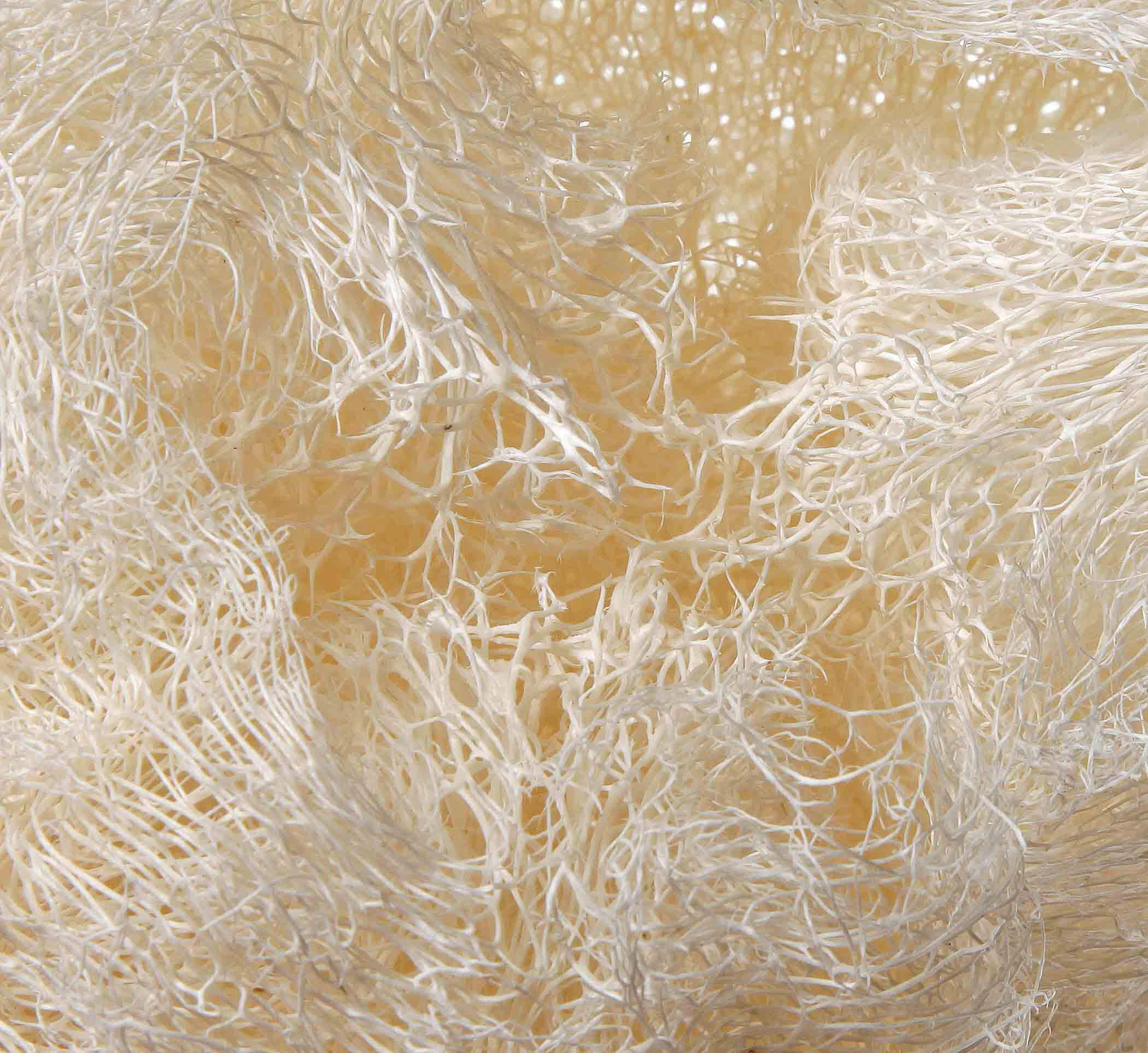 Natural loofah sponges