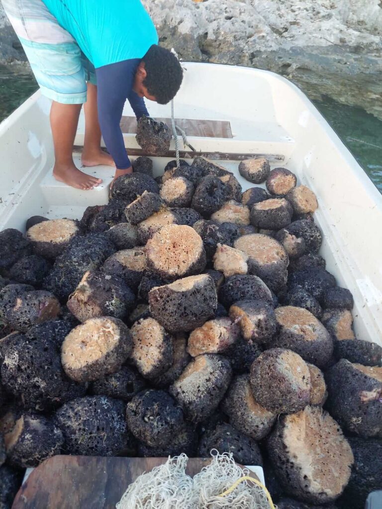 Harvesting natural sea sponges - By Spongean