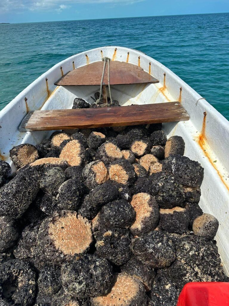 Harvesting natural sea sponges - By Spongean