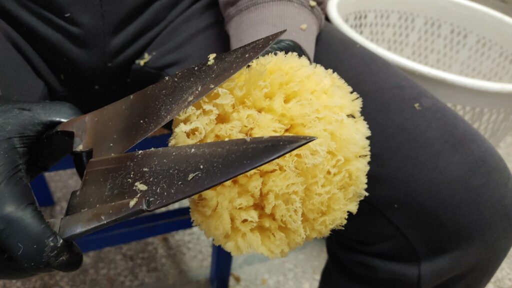 Processing Natural sea sponges at Spongean