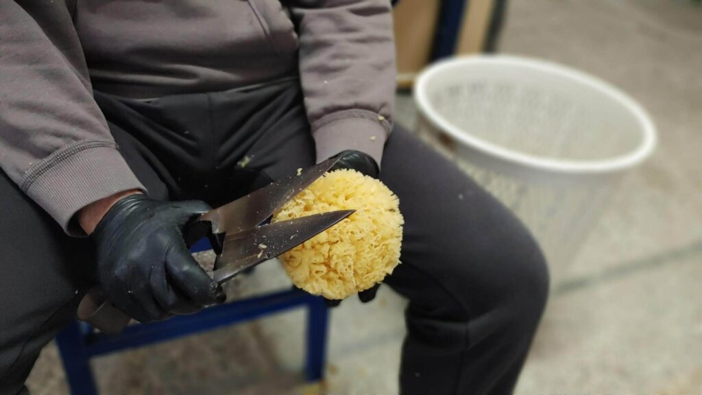 Processing Natural sea sponges at Spongean