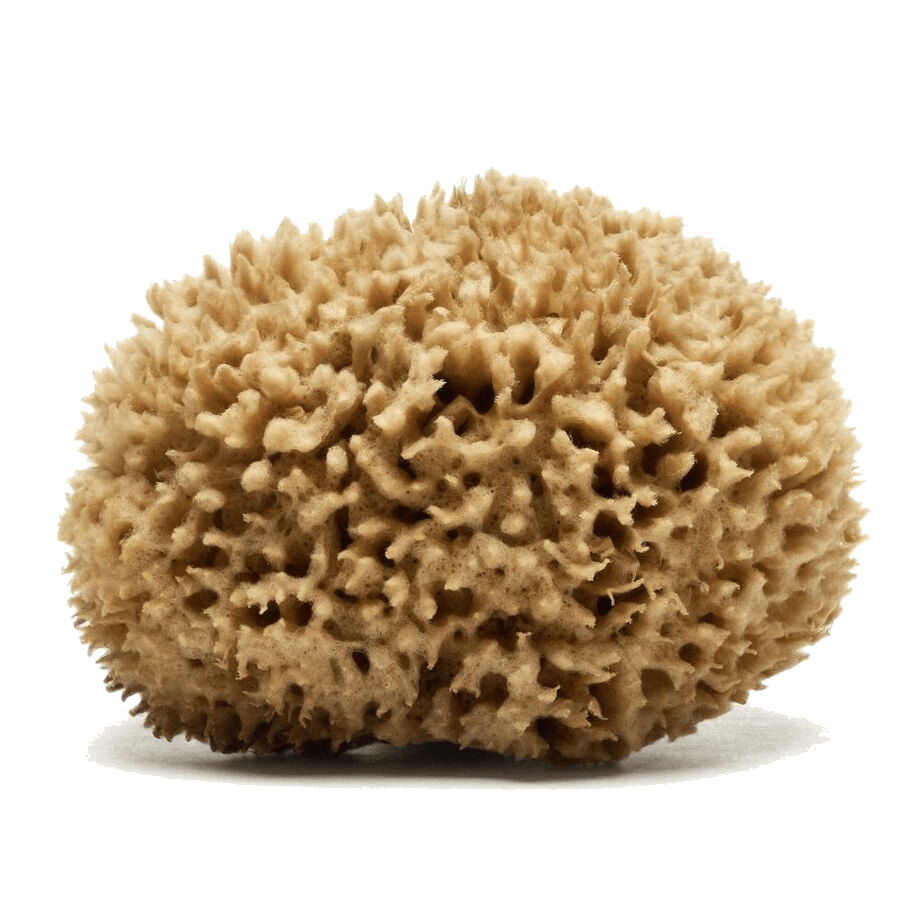Caribbean Wool sea sponge by Spongean