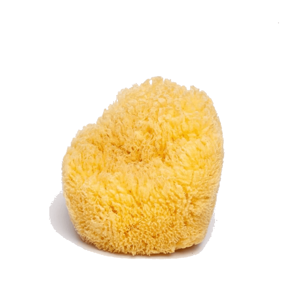 Natural Grass sea sponges for pottery artists by Spongean