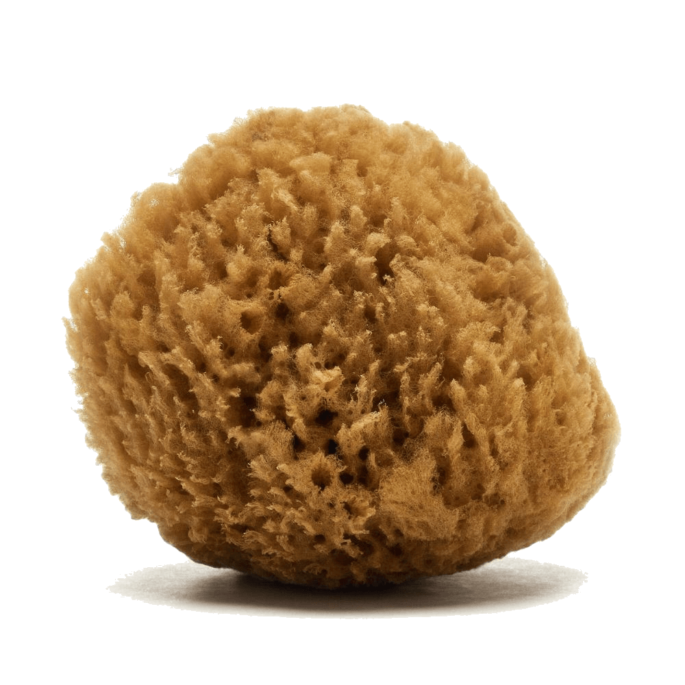 Natural Grass sea sponges for pottery artists by Spongean