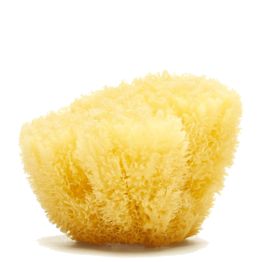 ral Grass sea sponges for pottery artists by Spongean
